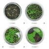 Water Garden Growth Rate