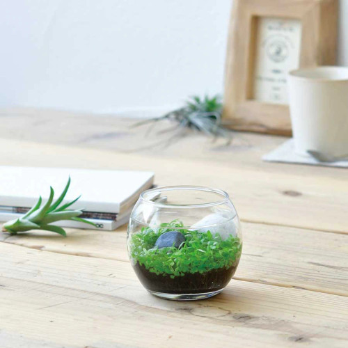 Plant Aquarium Water Garden