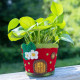 Felt Pot - Strawberry Cottage