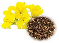 Honeybush Tea, Tea Bags - Organic