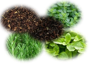 Study Time Tea Blend, Tea Bags - Organic