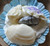 Chocolate Castings You create. Mold in ComposiMold. Here are some seashell molded and cast from real sea shells. When finished-ReMelt to ReUse.