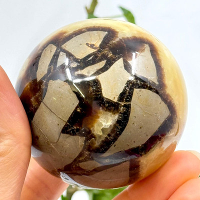 Septerian Sphere- 13370