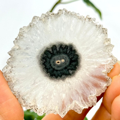 High Quality 2.6" Polished Stalactite Slice Flower From Uruguay- 13470 High Quality 2.6" Polished Stalactite Slice Flower From Uruguay- 13470