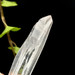 Lemurian Seed Quartz Crystal from Brazil- 12983
