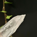 Lemurian Seed Quartz Crystal from Brazil- 12986