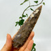 Fancy Jasper Large Arrow Head-13464
