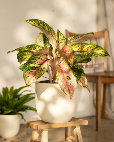 Chinese Evergreen