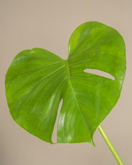 Monstera