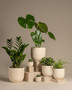 3 Plant Bundle