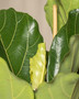 Fiddle Leaf Fig