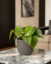 Pothos