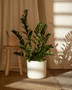 ZZ Plant