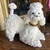 Vintage Spaghetti Poodle Figurine – MCM White Ceramic Porcelain Dog