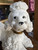 Vintage Spaghetti Poodle Figurine – MCM White Ceramic Porcelain Dog