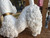 Vintage Spaghetti Poodle Figurine – MCM White Ceramic Porcelain Dog