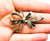 Antique Vienna Succession Austro Hungarian Silver Plated Ribbon Pin Brooch