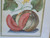 Antique George Brookshaw Print Melon Pomona Britannica Fruits Great Britain