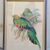 J Gould Litho Pharomachrus Auriceps Golden Quetzal Bird Voyage of H.M.S. Beagle