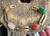 Vintage Deco 10K GF Multi Egyptian Revival Multi GemStone Scarab Bracelet 7"