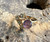Vintage Mexico Abalone Mosaic on Black  Alpaca Big 2.5"Tear Drop Earrings