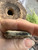 Antique 1880's Victorian  Repousse Scrolls SIlver Plate Vesta Match Safe Case