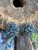 Vintage Weiss Baby Blue Paste Rhinestone Cluster Earrings Silver Plate