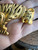 Vintage Cat Tiger 18kt Gold Plated  Brooch/Pin Pave Paste  Collar 2.75 " vint