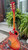 Vtg 1970’s Lyle Les Paul Custom Lawsuit Copy Electric Guitar~Cherry Sunburst MIJ