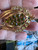 Rare Vintage Giovanni Longcraft Green  Rhinestone Flower  Pin MIB Original Box