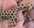 Vintage Hattie Carnegie Signed Gold Black Enamel Paste RS Running Giraffe Pin 2"