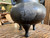 Antique Chinese Bronze Censer Fu Dog Finial Tripod Censer w/ Inlays