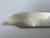 Antique Hotchkiss & Schreuder Sterling Silver Victorian Fish Knife (c.1860s) 9"