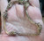 Vintage MCM Gold Plated 2 Tone  Sq Cable  Circle Stations Chain Bracelet 8 3/8"