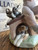 Lladro #7621 "Pick of the Litter" Girl Puppies Doghouse Figurine with Box DAISA