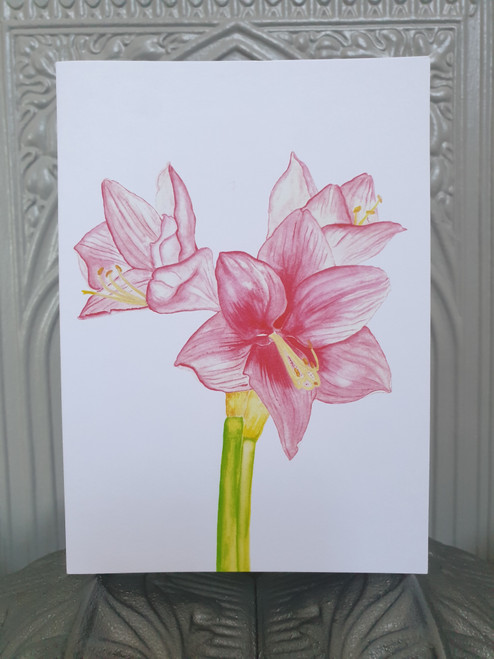 Pink Amaryllis Card from an Original Watercolour by Sarah Cameron - Blank Inside