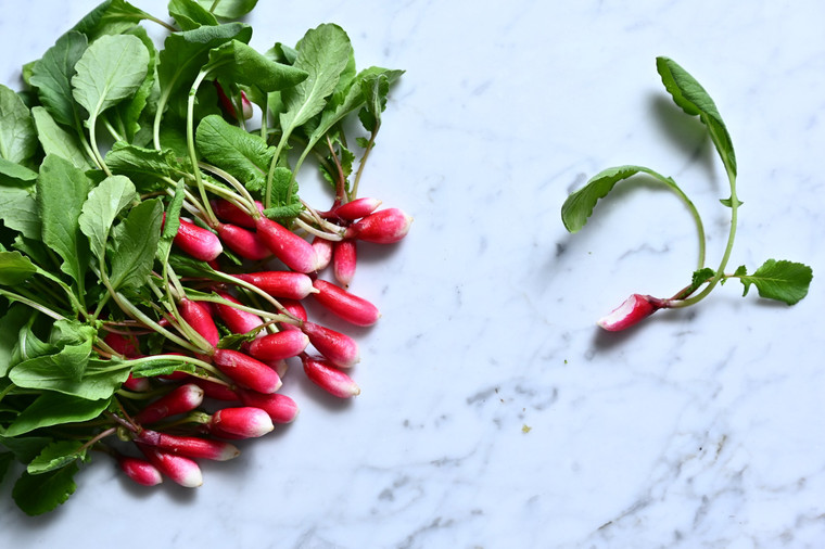 Radish, D'Avignon