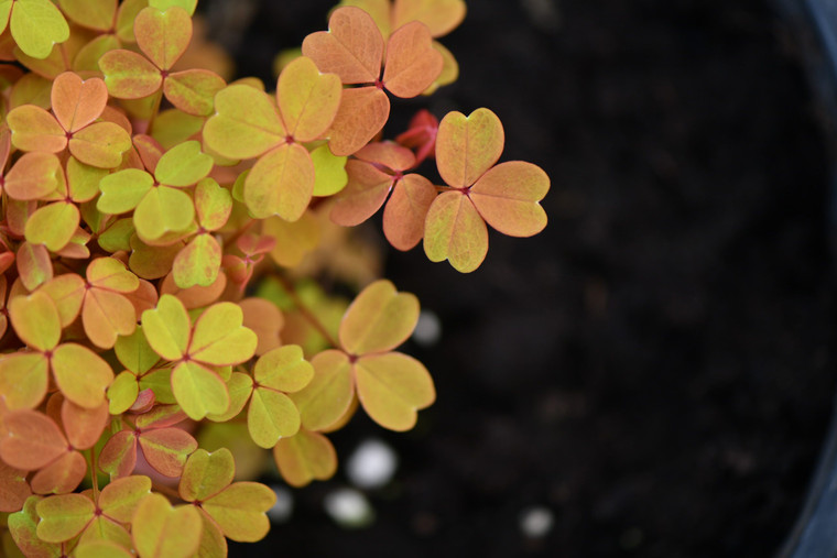 Oxalis, Sunset Sorrel