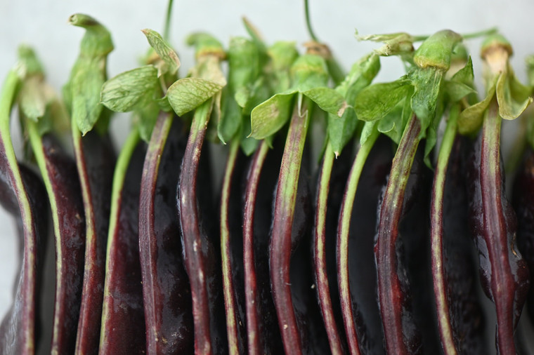 Girl, Dug, Farm, Dog, Girl & Dug, Girl n Dug, San Diego, California, Specialty, Produce, Smell, Flavor, Aroma, Eye candy, Fresh, Vegetable, Veggies,  Pea, Snow, Snap, Sweet, Spring, Tendril, Flower, Tender,