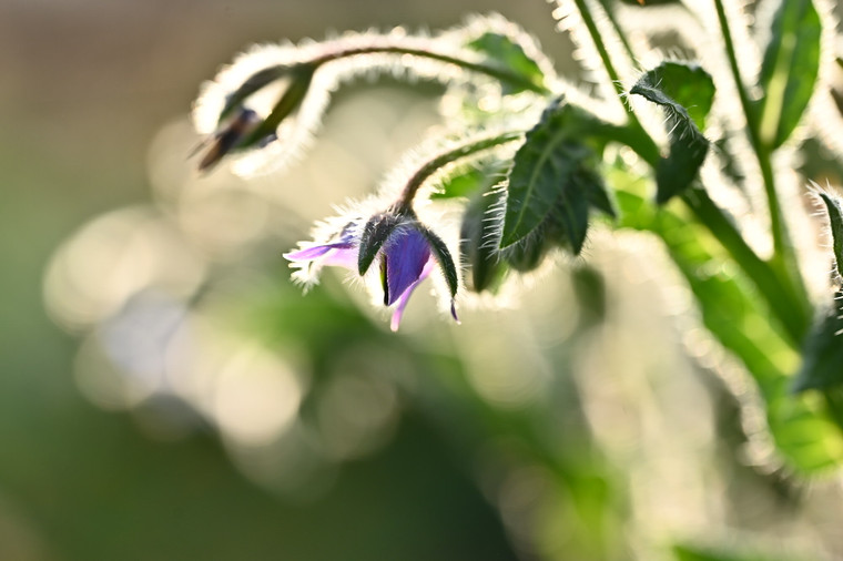 Borage, Blue