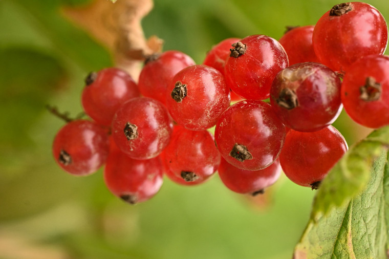 Girl, Dug, Farm, Girl & Dug, Girl n Dug, San Diego, California, Specialty, Produce, Smell, Flavor, Eye candy, Fresh, Berry, Fruit, Acidic, Tart, Sour, Bright, Apple Peel, Grape, Raisin, Plum, Prune,  Currant, Red