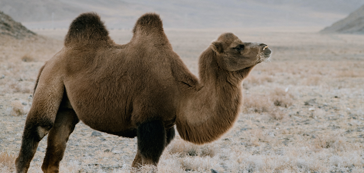 camel-banner.png