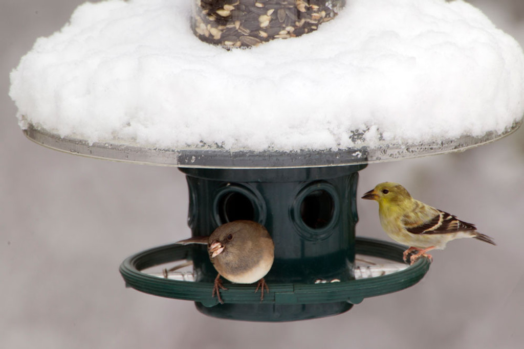 Squirrel Buster Plus Weather Guard