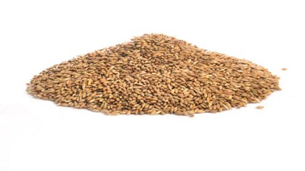 Canary Seed