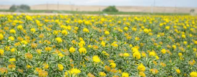 Rob is Thinking About…Safflower