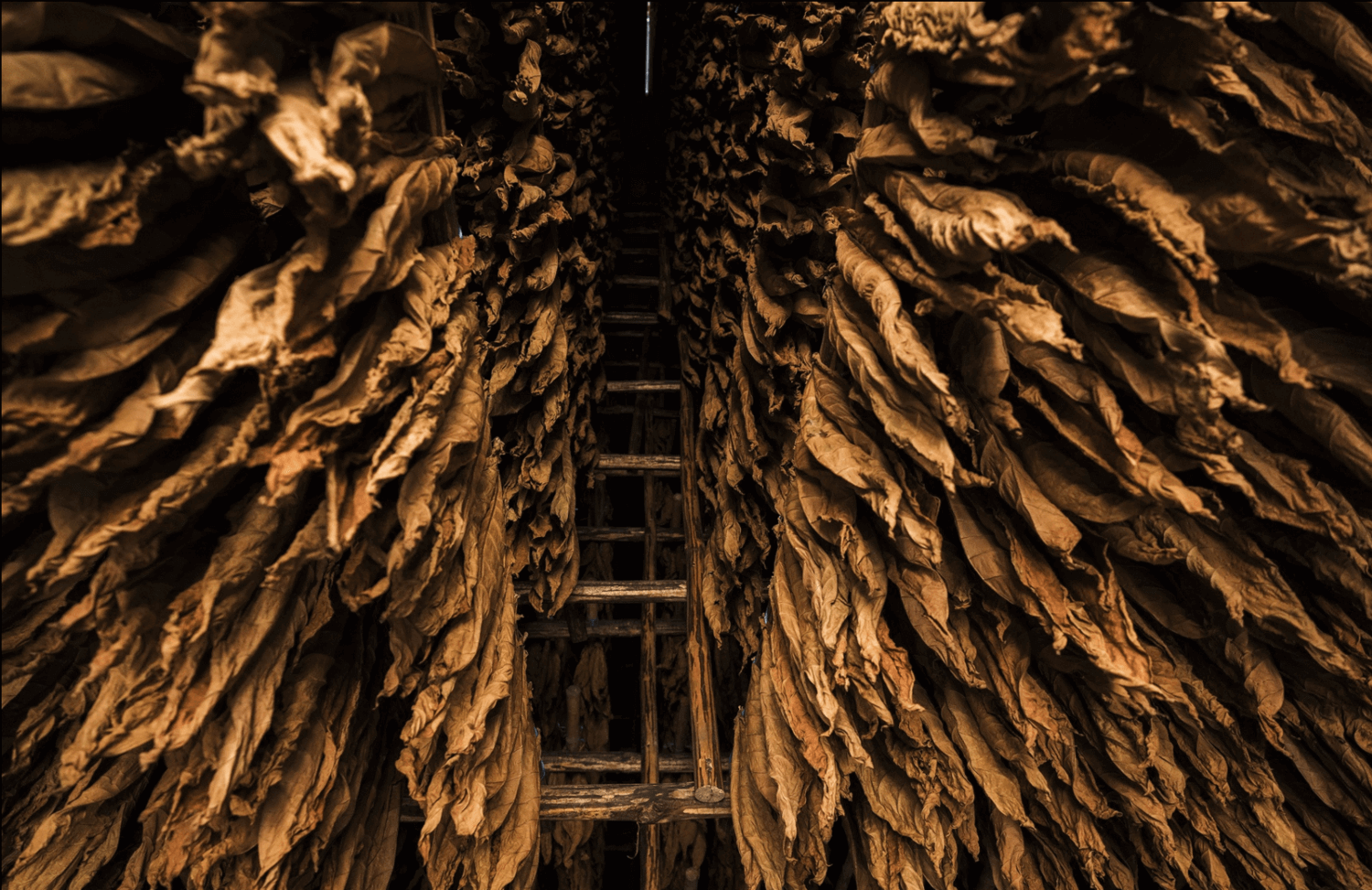 Cubano Fronto / Grabba Leaves - Boxes