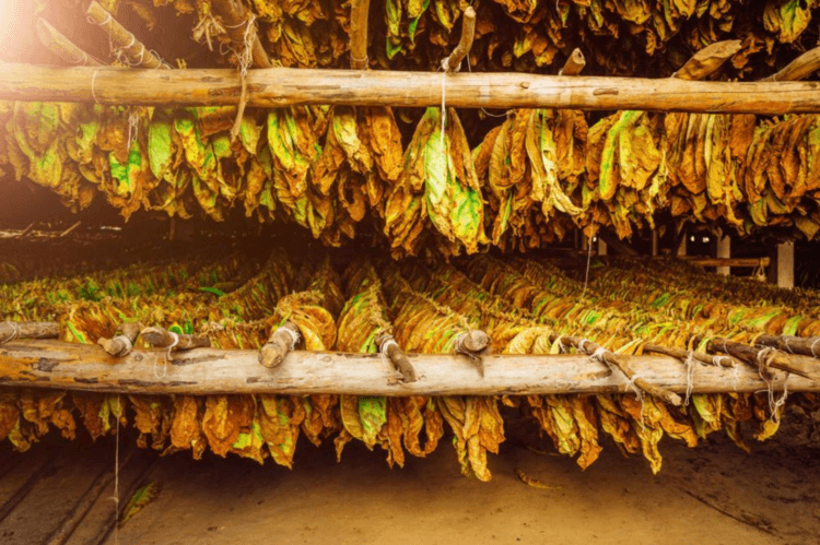 100% All Natural Premium Fronto Leaf. Quality Is The Difference!