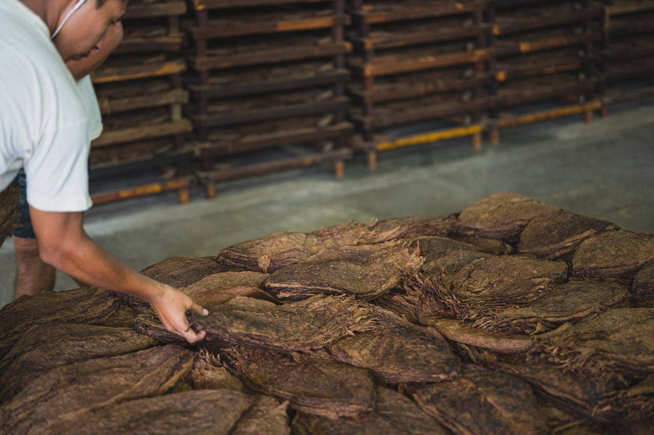 What's Really Inside Your Backwoods? The Truth About Tobacco Wraps and Why  It Matters