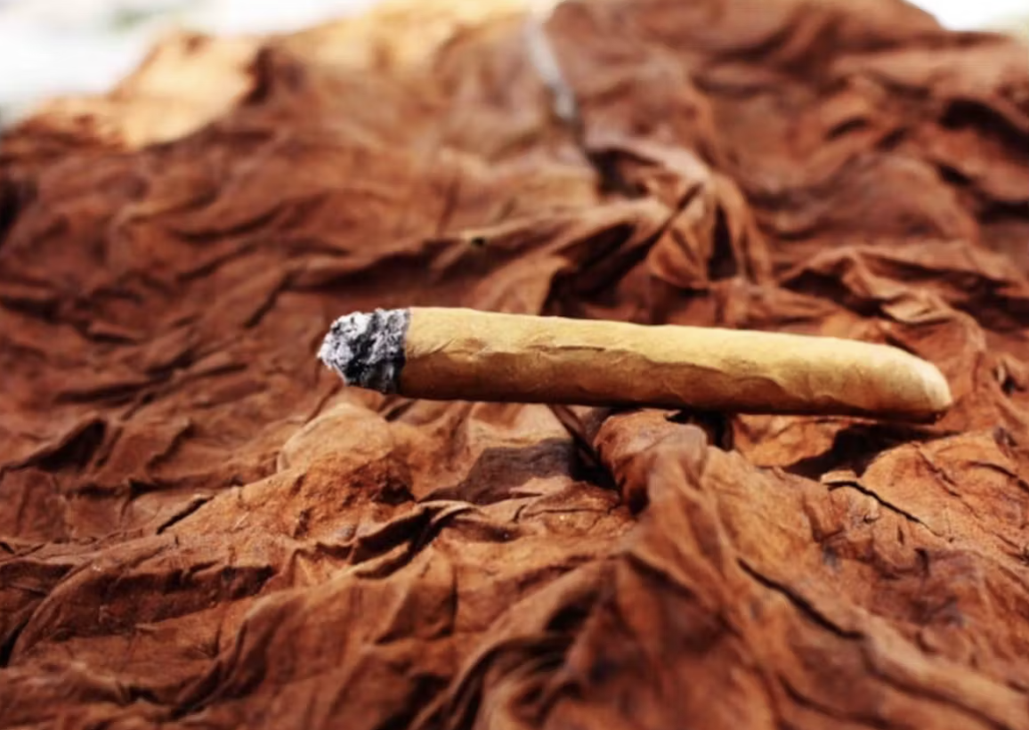 buff tobacco Imperial Brands expands U.S. oral portfolio through acquisition of Black Buffalo buff tobacco Imperial Brands expands U.S. oral portfolio through acquisition of Black Buffalo