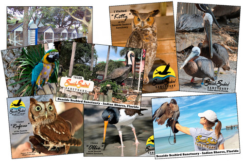 Seaside Seabird Sanctuary Postcards